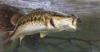 Fake fish