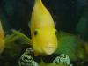 Joe-Joe's parrot fish
