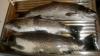 Sea Trout fish