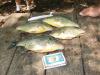 just a few shell carckers fish