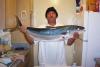 My yellowtail fish