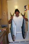 2 yellowtail fish