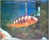 Bumble Bee Cichlid fish