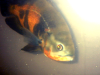 14" Tiger Oscar fish