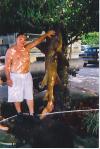 big shark lil pole ! fish