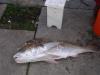 check this  fish out