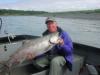 fresh Kenai King Salmon fish