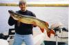 42in. Tiger Muskie ! fish