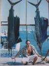 sailfish
