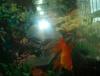 Mah goldfishy got BACK!