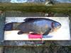 Tinca tinca, about 2kg's fish