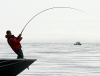 the fight is on fish