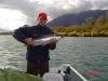 Coho fish