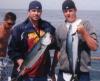 yellow tails fish