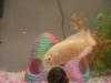gemini fish