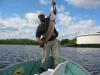 pike fish