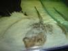 Guyana Stingray fish