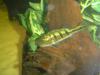 Peacock Bass fish
