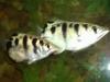 7 spot archerfish