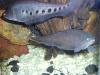 African Brown and Clown Knife fish