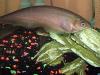 Xeno - My african brown knife fish