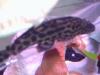 Dark Morph Common Pleco fish