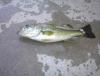 12 INCH BASS-CAUGHT BY 12 yr olds fish