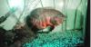 Willard the Tiger Oscar fish