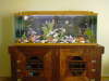BAD*** TANK fish
