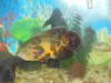 MR. fish