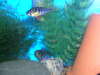 GERMAN BLUES BABY fish