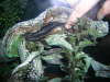 RAFFEE fish