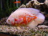 Lutino Oscar fish
