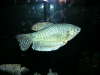BIG BLUE! fish