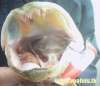 pike was hungry fish