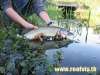 catch and release fish