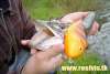pike and lure fish