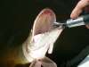 huge !!! fish
