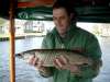 brouwertje fish