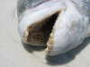 teeth fish