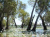 Corroboree Billabong NT fish