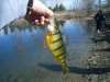 Fun Fish