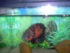 my tiger fish