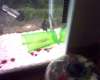Angels fish