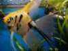 My fishie