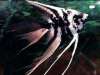 My fave fish!!