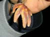 seastar fish