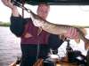 alweer 1 fish