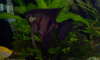 Black Angel fish