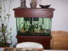 the small tank fish